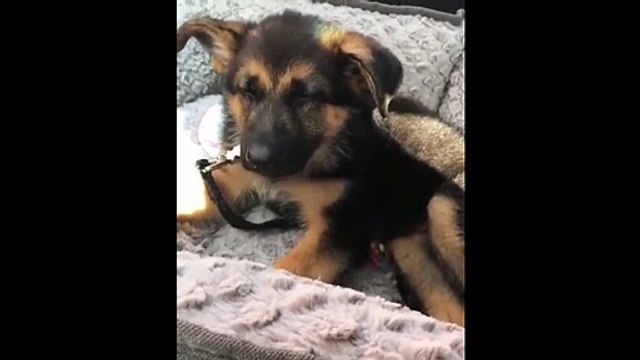 Cute Puppies Sleeping Compilation - Puppies Sleeping In Bed - Puppies TV