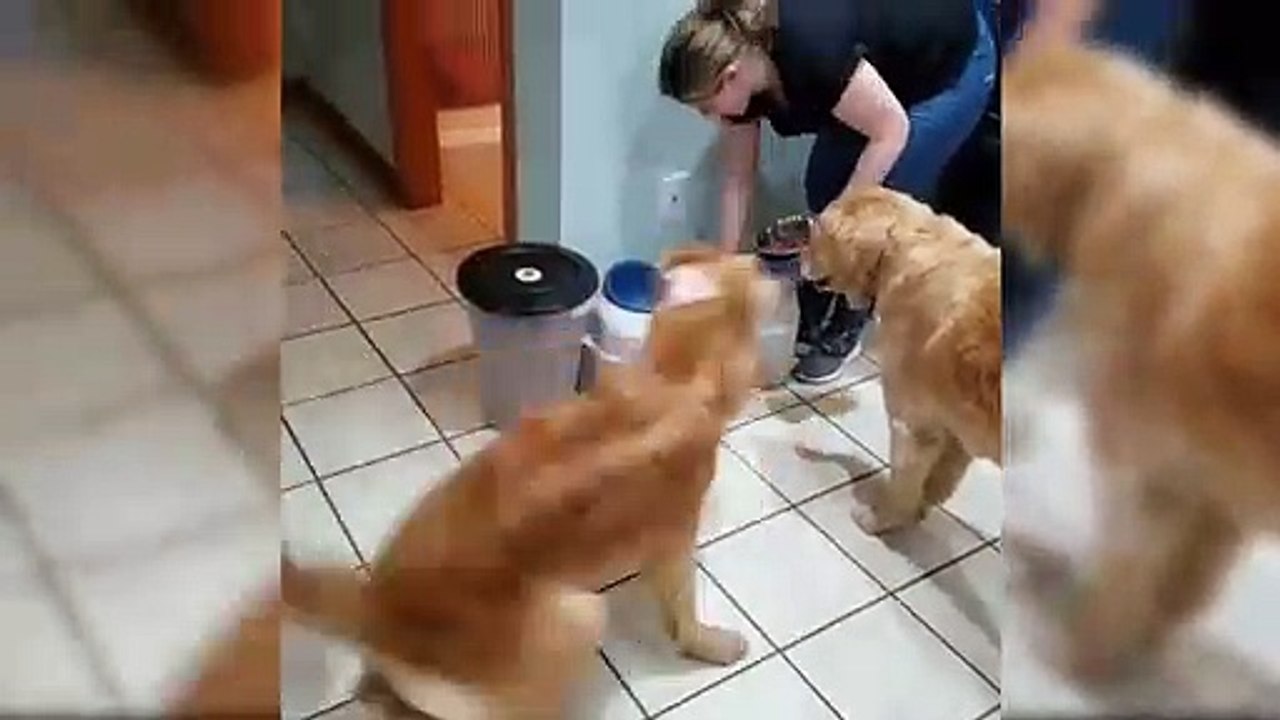 Cutest Dogs Breeds In The World - Funny Dogs Videos Try Not To Laugh - Puppies TV