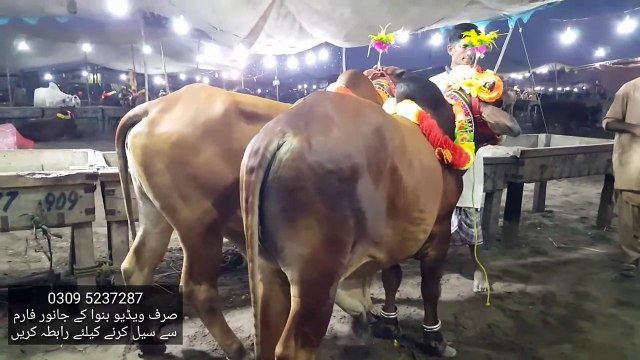 Bakra Eid 2019 jis per Rates Asmaano per Bakra Mandi Pakistan