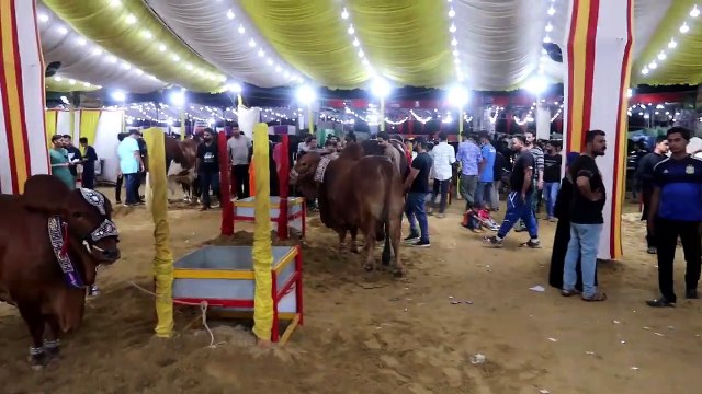 SURTI CATTLE FARM COW MANDI SOHRAB GOTH 2019 KARACHI VIP Tents Episode 20