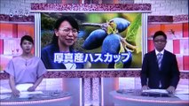 2019 08 01　NHK ほっとニュースアイヌモシリ　【 神聖なる アイヌモシリからの 自由と真実の声 】