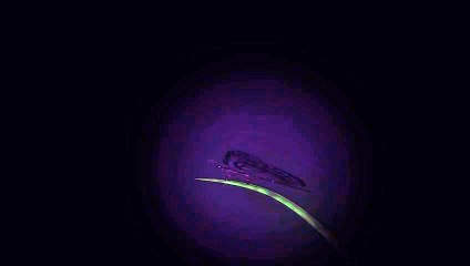 Free Adobe After Effects Template magic-butterfly-reveal