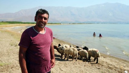 Çocukları ve kuzularıyla Van Gölü'nde serinledi - VAN
