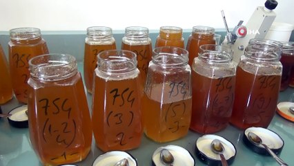 Arının ürettiği Propolis Bor’la karıştı