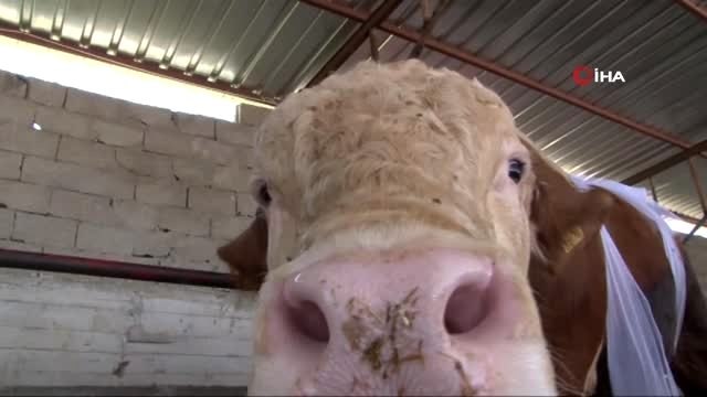 Kurbanı hastalıklı çıkanlar vatandaşlar yeniden kurban kesmeli
