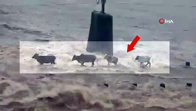 Sel suları hayvanları birer birer yuttu