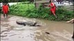 NDRF rescued a Crocodile Vadodara, Gujarat