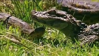 - anaconda_vs_crocodile_big_fight_