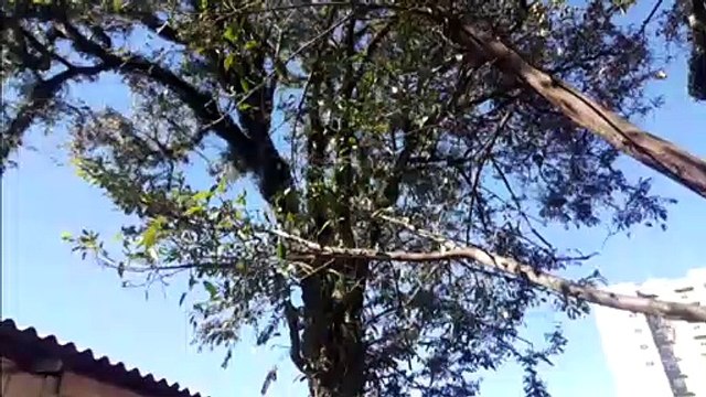 Corte de arvore de 15 metros bem ao lado de casa mobiliza bombeiros