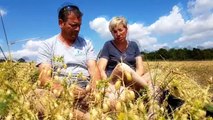 Les pois chiches cultivés en bio aux portes de Metz