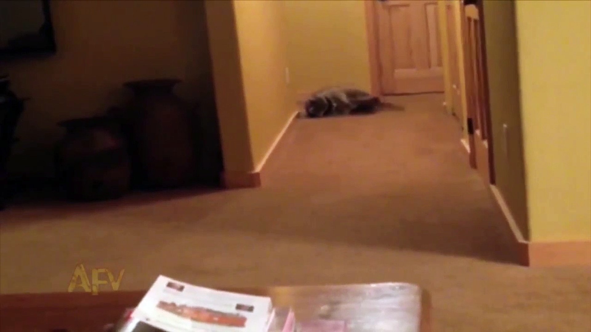 Chubby Rolling Raccoon Is Boss - AFV
