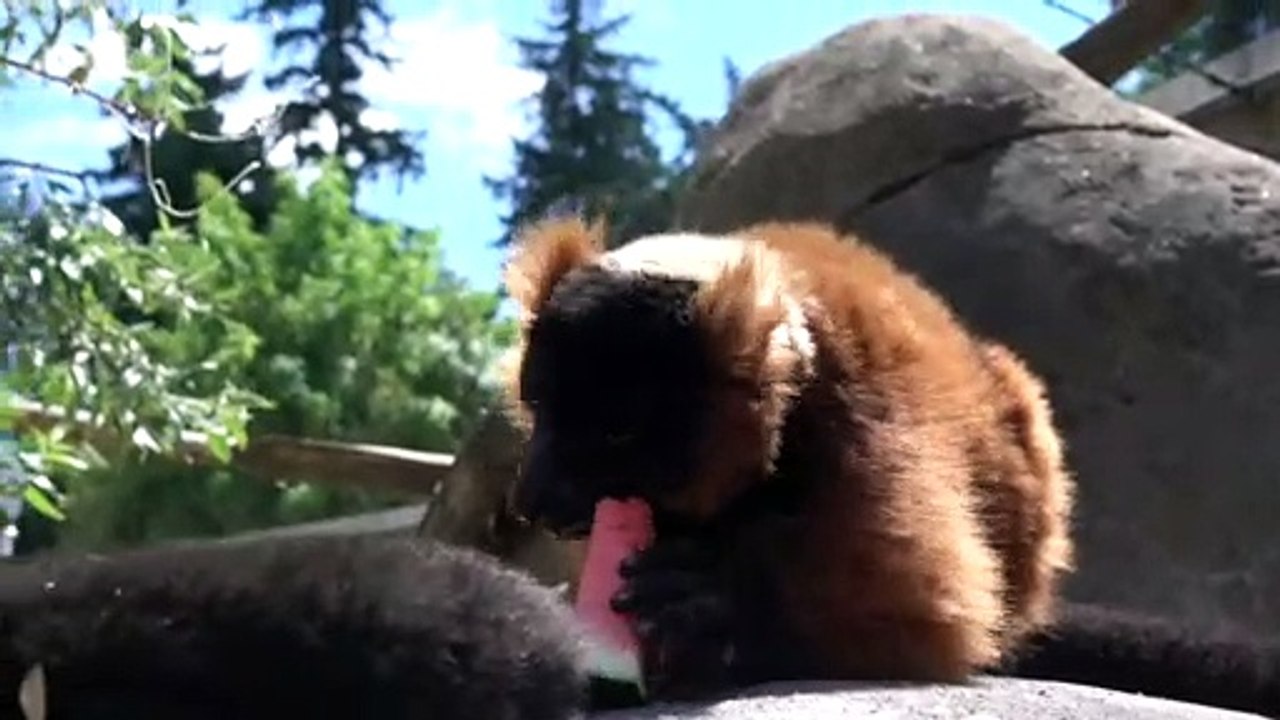 Animals Chomping Watermelons