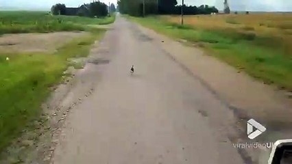 Quand un lapin se lance dans une course folle avec une voiture