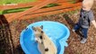 Piglet cools down in her pool