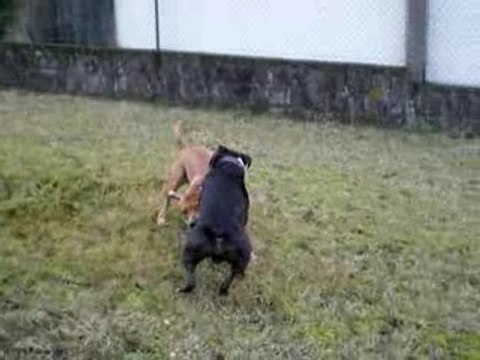 Mes bébé en plein jeu