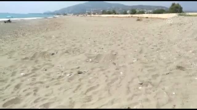 Caretta caretta yavrularını vatandaş denize ulaştırdı