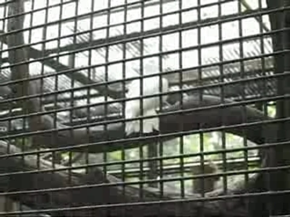 Parrots And Birds