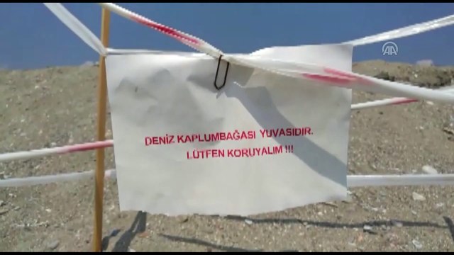 Caretta caretta yavrularını vatandaş denize ulaştırdı - ANTALYA