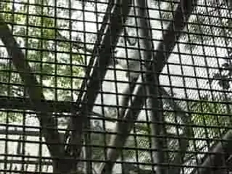 Parrots And Birds