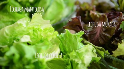 Ensalada Caesar de la película "Loco por Mary"