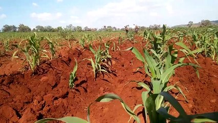 Yunta de Burros: Tradición y Trabajo 🐾