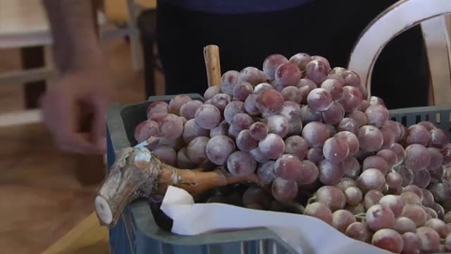 Un agricultor sevillano consigue un racimo de uvas de diez kilos