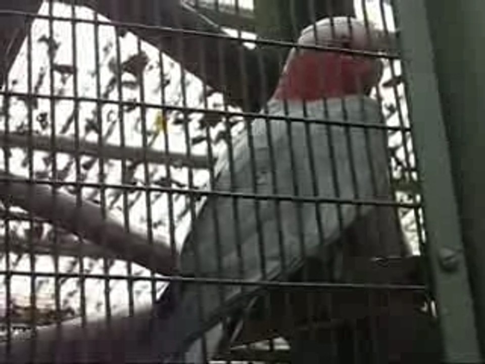 Parrots