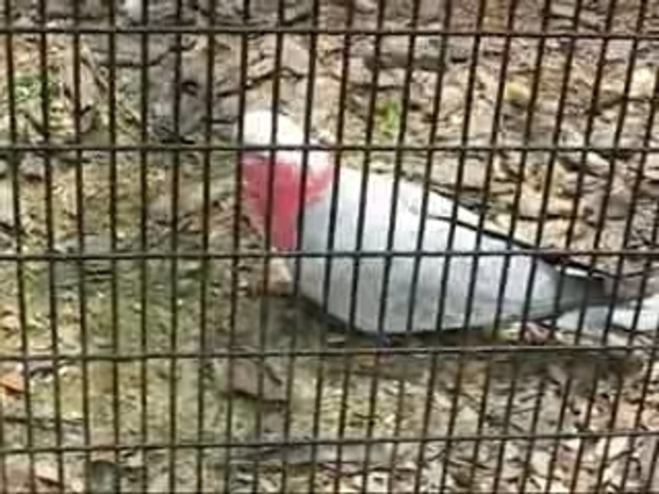 Parrots