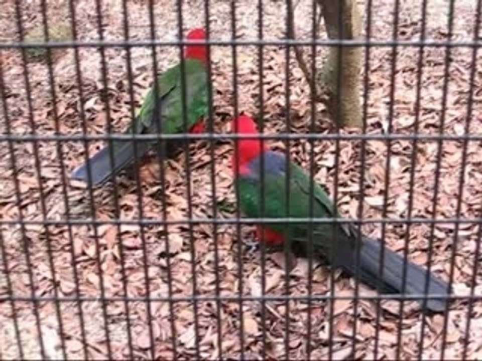 Parrots