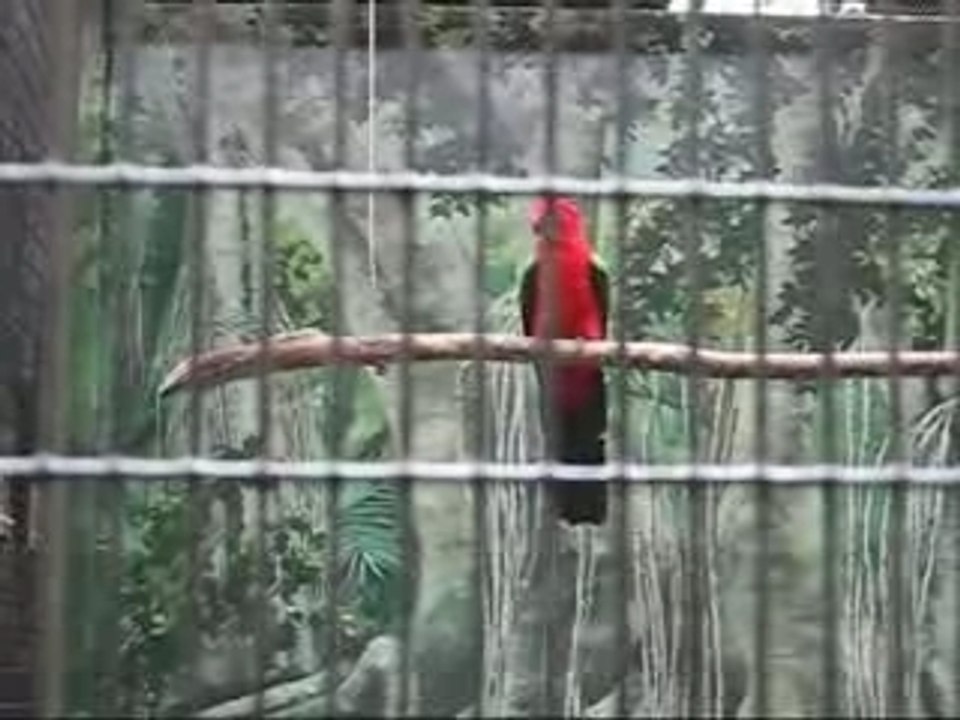 Parrots
