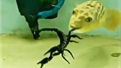 Savage Pufferfish Will Eat Anything