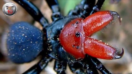 LAS 10 ARAÑAS MAS MORTlFERAS DEL MUNDO
