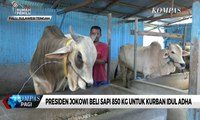 Presiden Jokowi Beli Sapi 850 kg Untuk Kurban Idul Adha