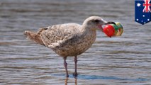 Polusi plastik sebabkan burung laut menjadi lebih kecil - TomoNews