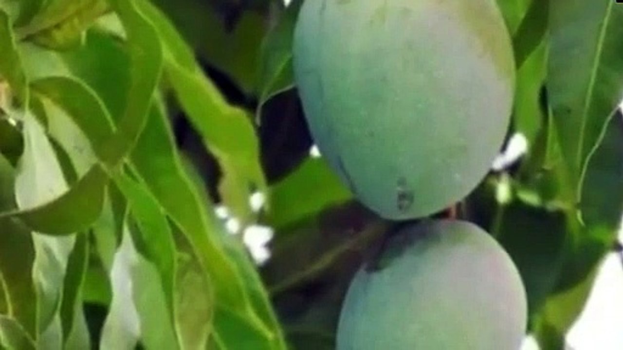 Mango Leaves Cure Diabetis