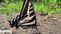 Here's Why Butterflies Hang Out In Mud