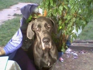 VANDA MON DOGUE ALLEMAND