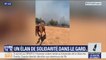 Incendie dans le Gard: cette monitrice d'équitation a perdu l'un de ses chevaux