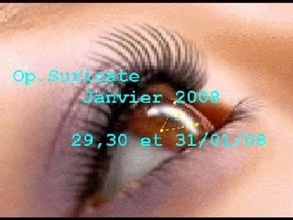 Op Suricate Janvier 2008