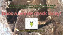 Termite Inspection & Safe Pest Control Service in Sydney