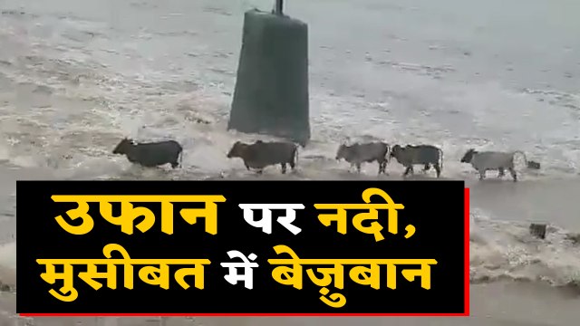 नदी के तेज बहाव में फंसी 5 Cow, उसके बाद हुआ ऐसा, देखिए VIDEO