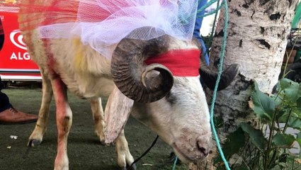 Kars'ta gelin adayına "süslü koç gönderme geleneği" sürüyor