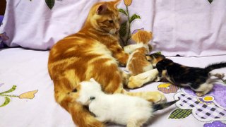 Father Cats Finds His babies Amusement