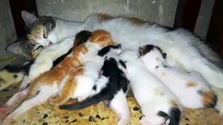 Mother Feeds Her Six Twins