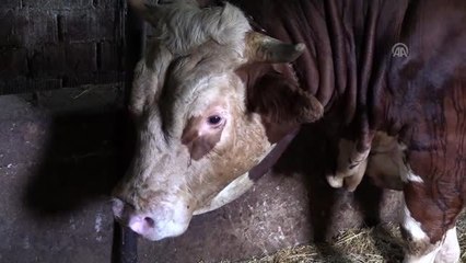 1,6 tonluk "Kocaman" alıcısını bekliyor - ZONGULDAK