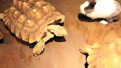 진안출장안마 -후불100%ョØ1ØZ7362Z3210｛카톡VR91｝ 진안전지역출장안마 진안오피걸 진안출장마사지 진안안마 진안출장마사지 진안콜걸샵∨⊒≲