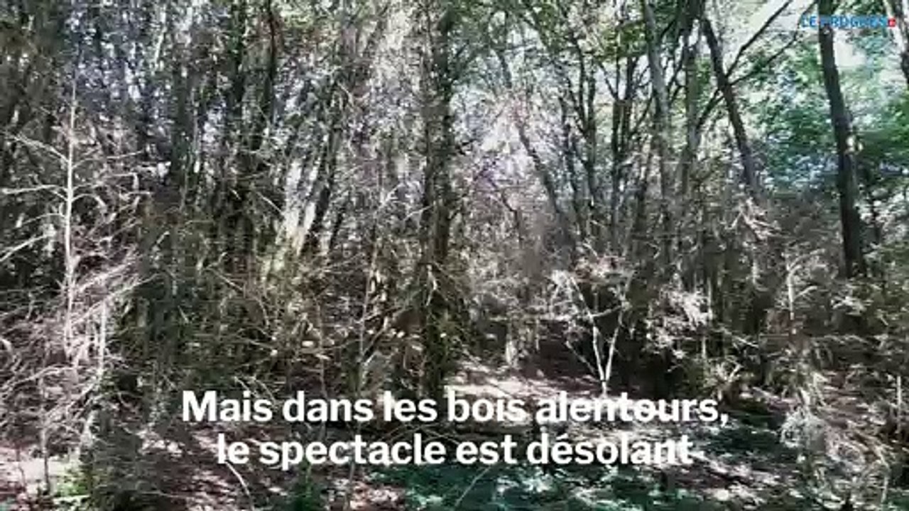 La pyrale du buis fait des ravages au lac de Vouglans