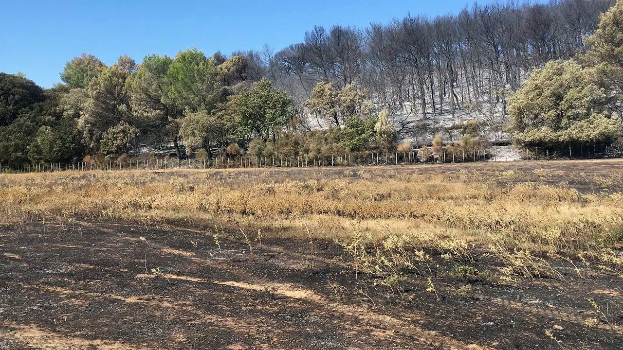 La découverte des pâturages après les incendies