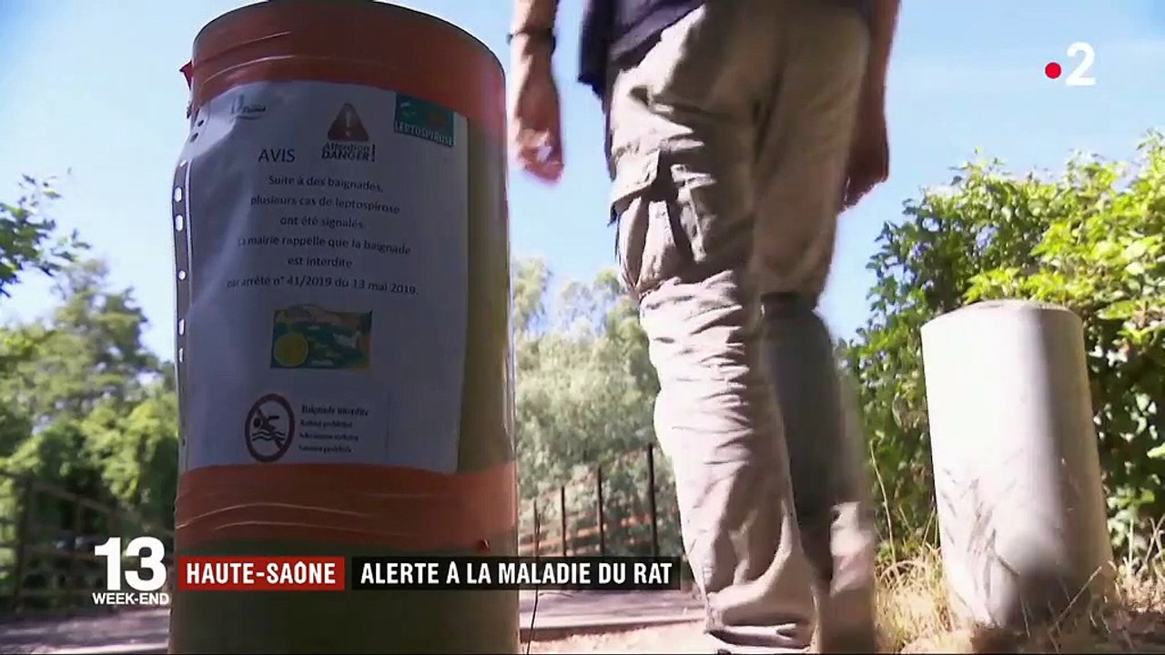 Hautes-Saône : trois personnes contaminées par la maladie du rat après une baignade