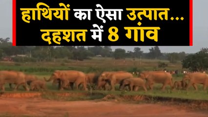Odisha: Mayurbhanj में Wild Elephants के झुंड ने मचाया उत्पाद, देखें Video | वनइंडिया हिंदी